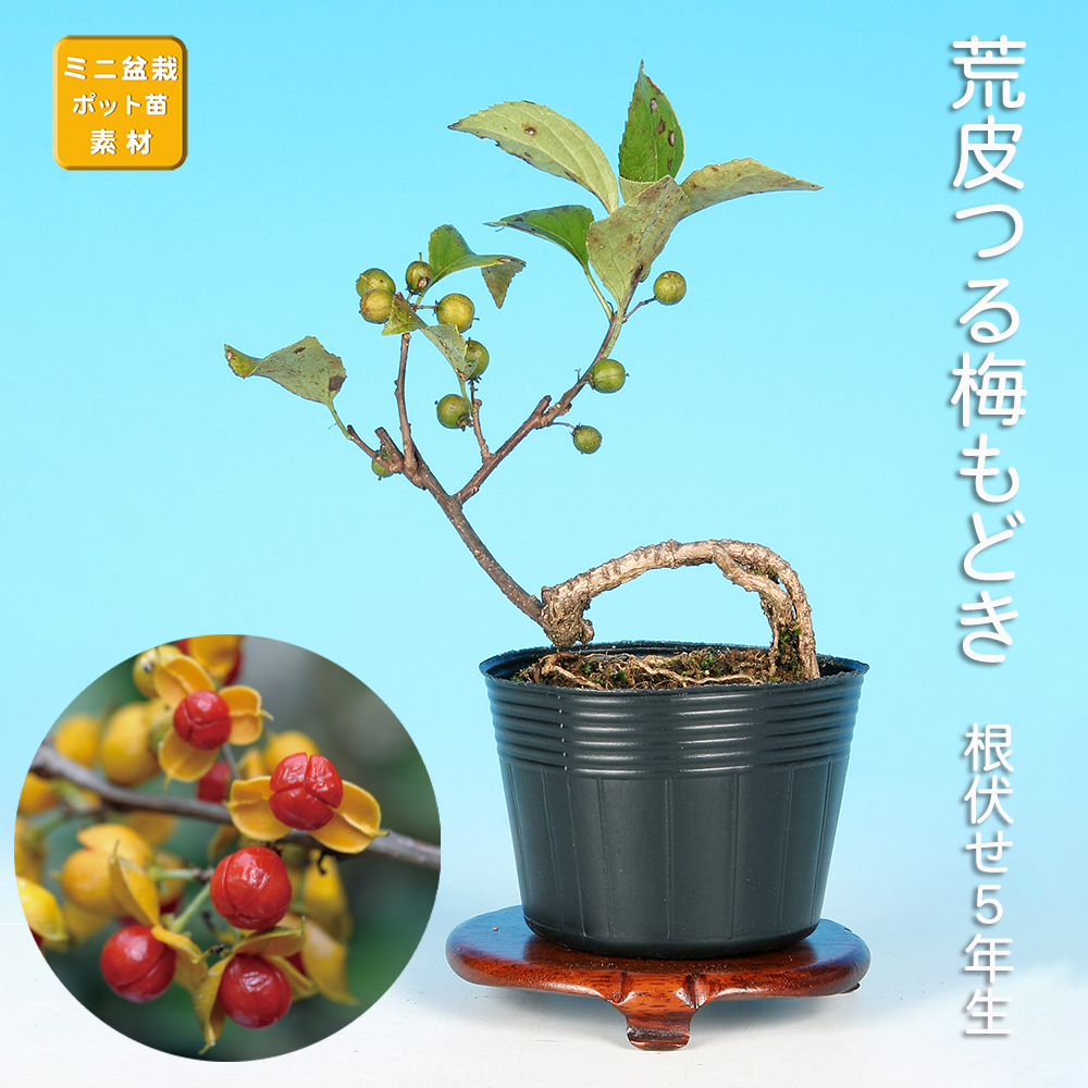 荒皮つる梅もどき