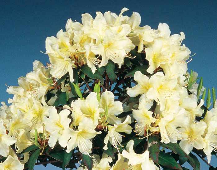 屋久島ハイヒカゲツツジ