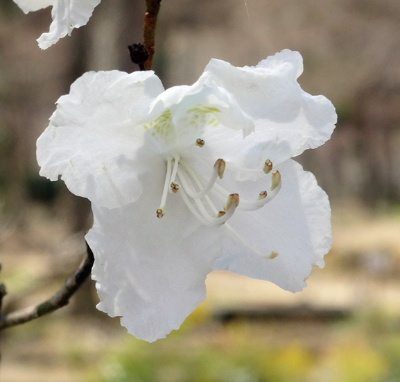 白花ゲンカイツツジ
