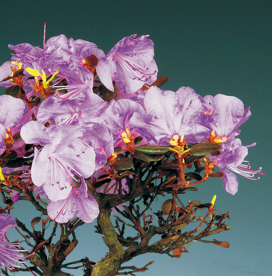 ヒメエゾムラサキツツジ