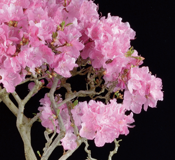 桃色タンナゲンカイツツジ