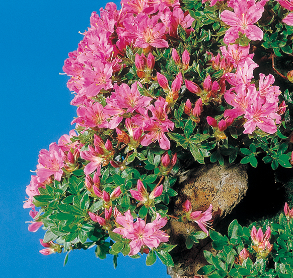 ウンゼンツツジ