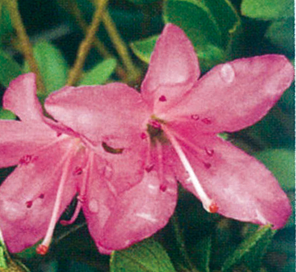 センカクツツジ