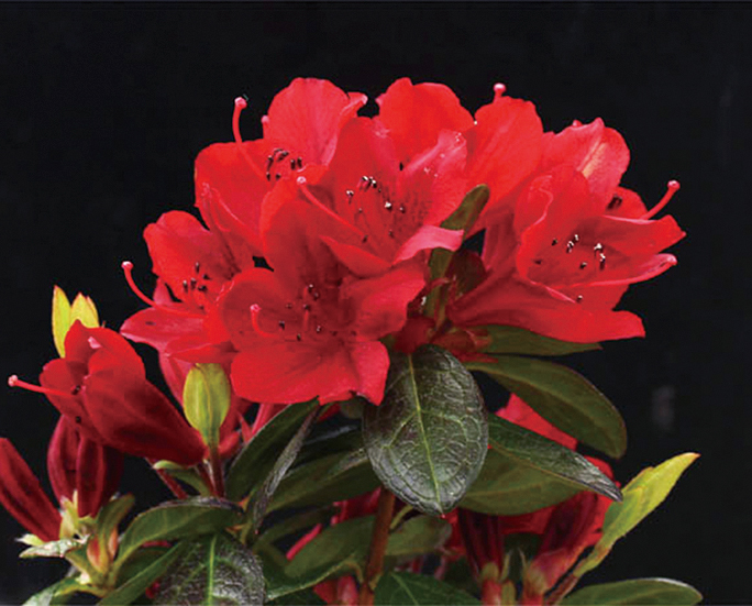 カラフネツツジ