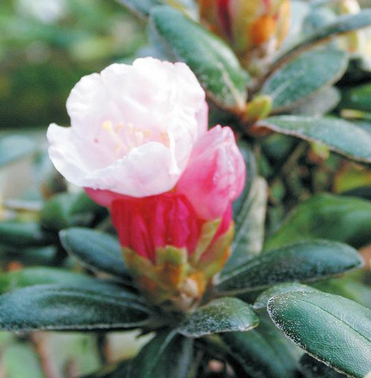 ヤクシマシャクナゲ