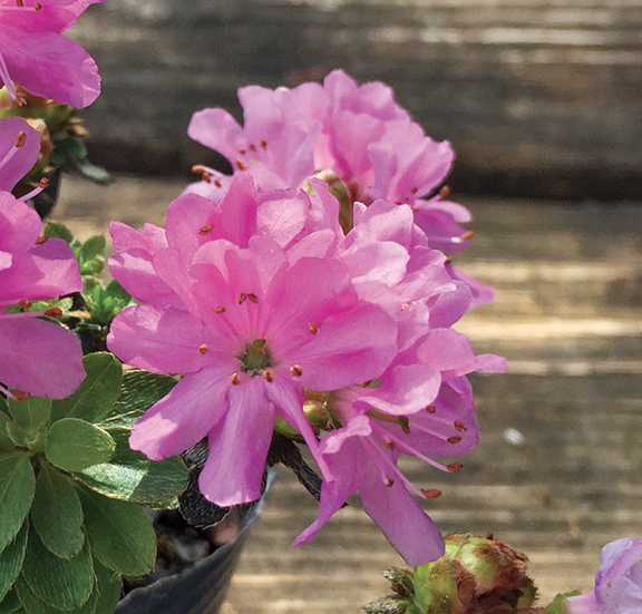 ミヤマキリシマツツジ「藤掛」