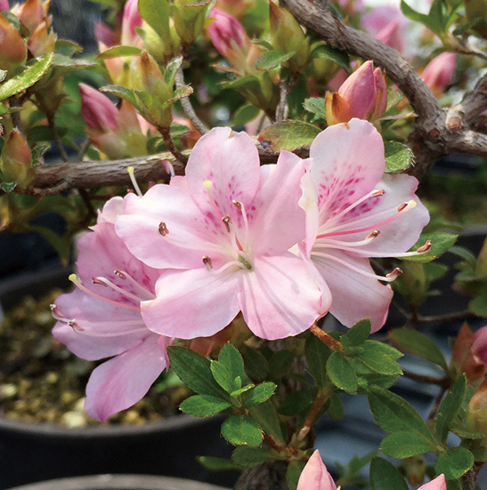 ミヤマキリシマツツジ「鶴翁」