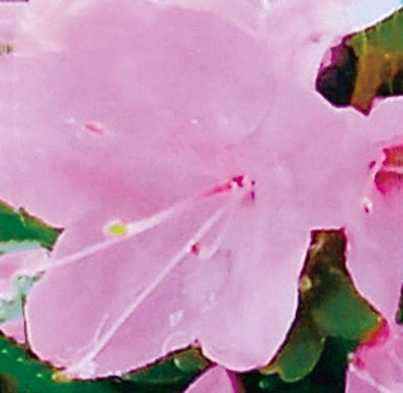 ミヤマキリシマツツジ「深山紫」