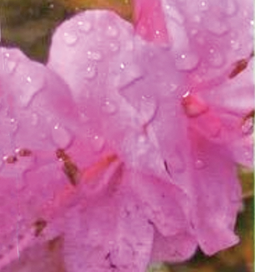 ミヤマキリシマツツジ「羽根乙女」