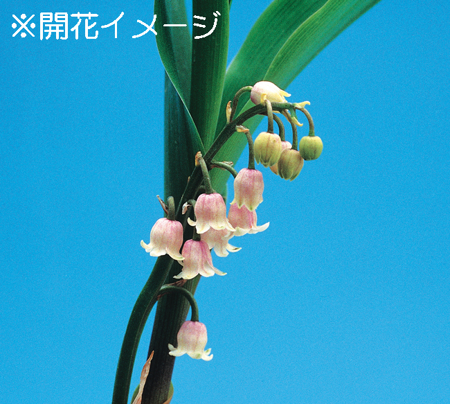 桃色ドイツスズラン　9cmﾎﾟｯﾄ