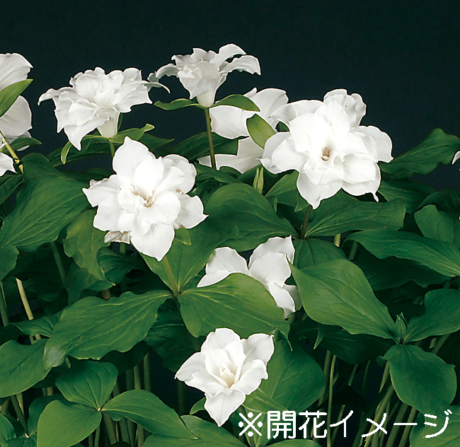 八重咲大輪エンレイソウ　10.5cmﾎﾟｯﾄ