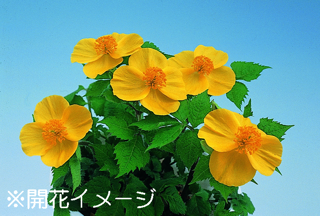 ヤマブキソウ　9cmﾎﾟｯﾄ