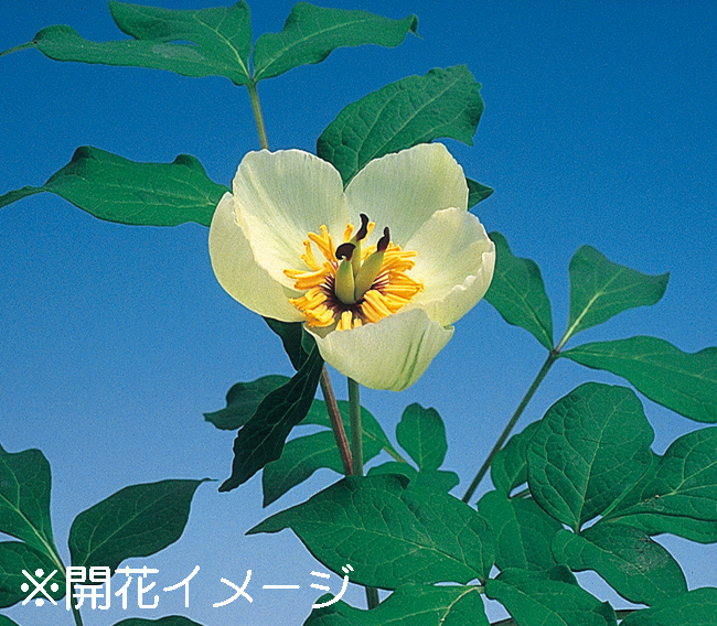 ヤマシャクヤク　10.5cmﾎﾟｯﾄ