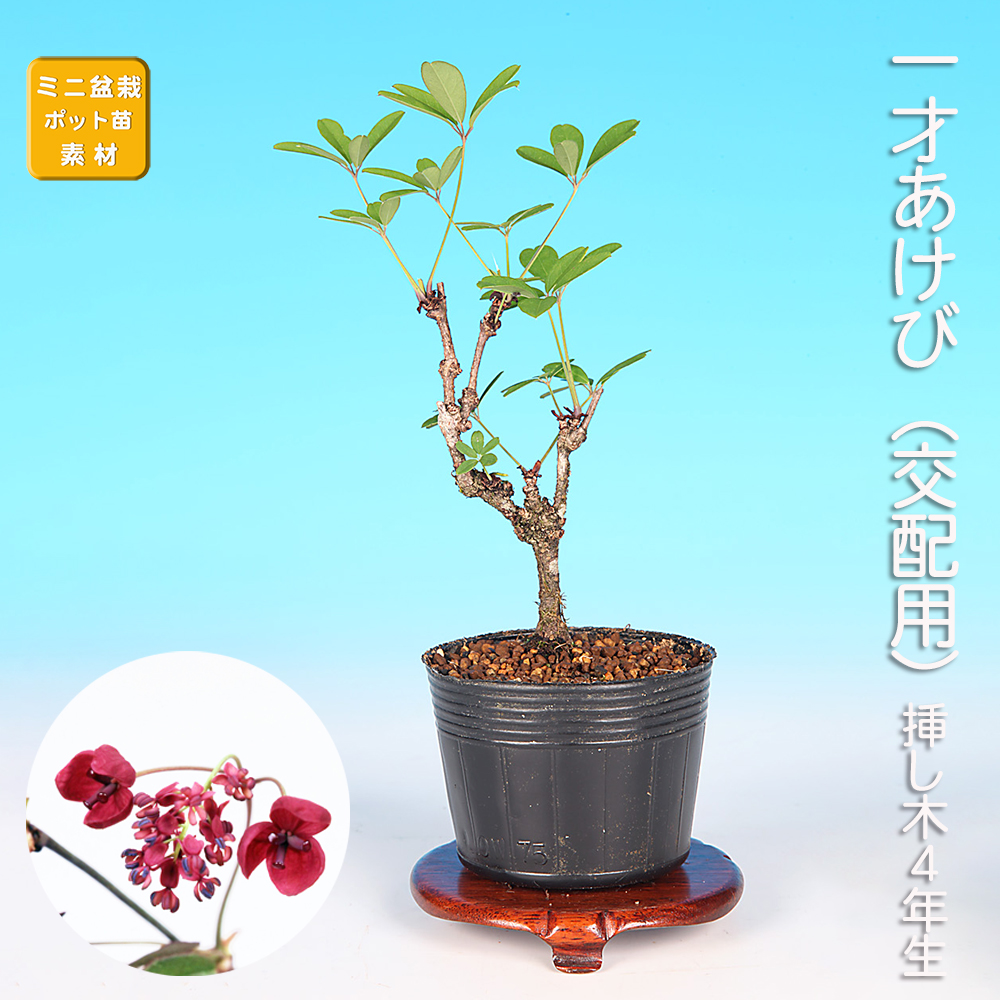 一才あけび（交配用）