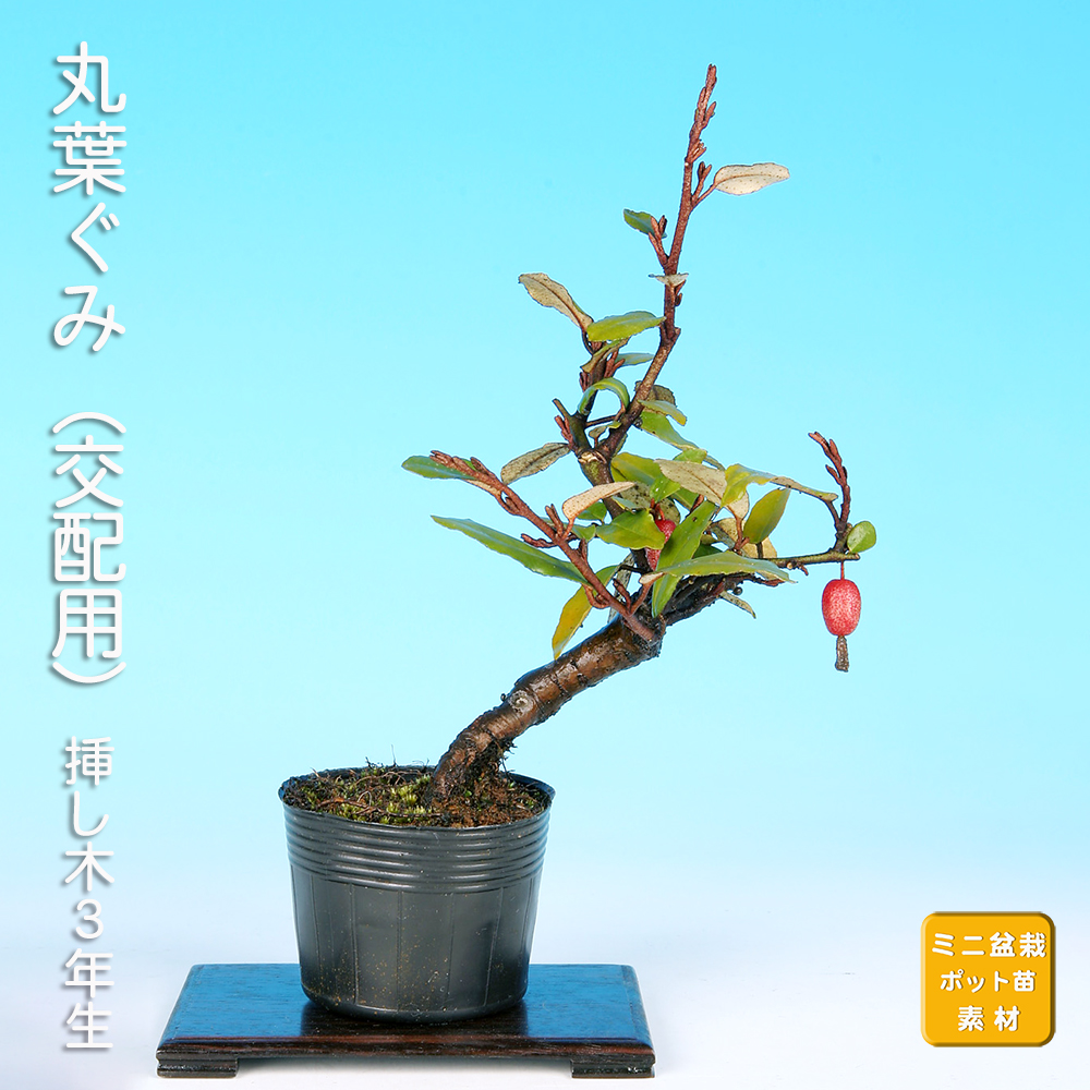 丸葉寒ぐみ(交配用)