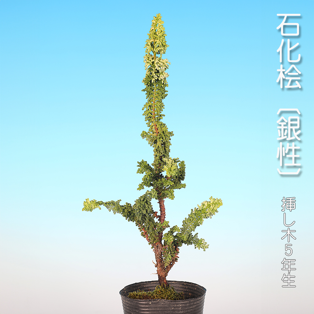 石化桧（銀芽）