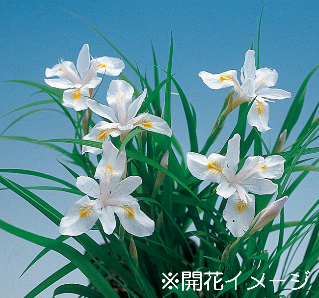 白花ヒメシャガ　9cmﾎﾟｯﾄ