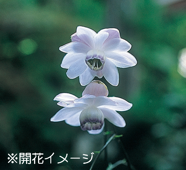 レンゲショウマ　7.5cmﾎﾟｯﾄ