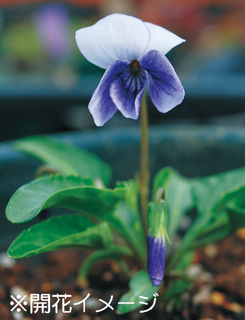 二色アツバスミレ　7.5cmﾎﾟｯﾄ
