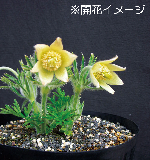 黄花オキナグサ　9cmﾎﾟｯﾄ