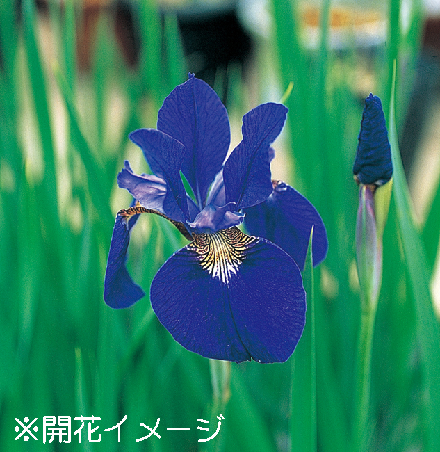 アヤメ　9cmﾎﾟｯﾄ