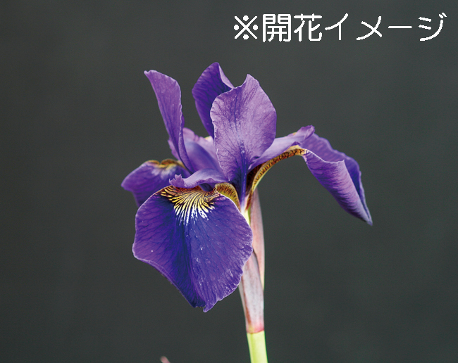 魁アヤメ　10.5cmﾎﾟｯﾄ