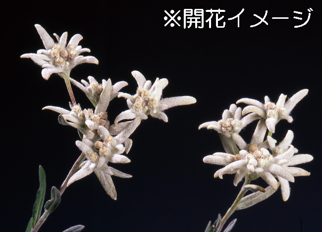 エーデルワイス　9cmﾎﾟｯﾄ