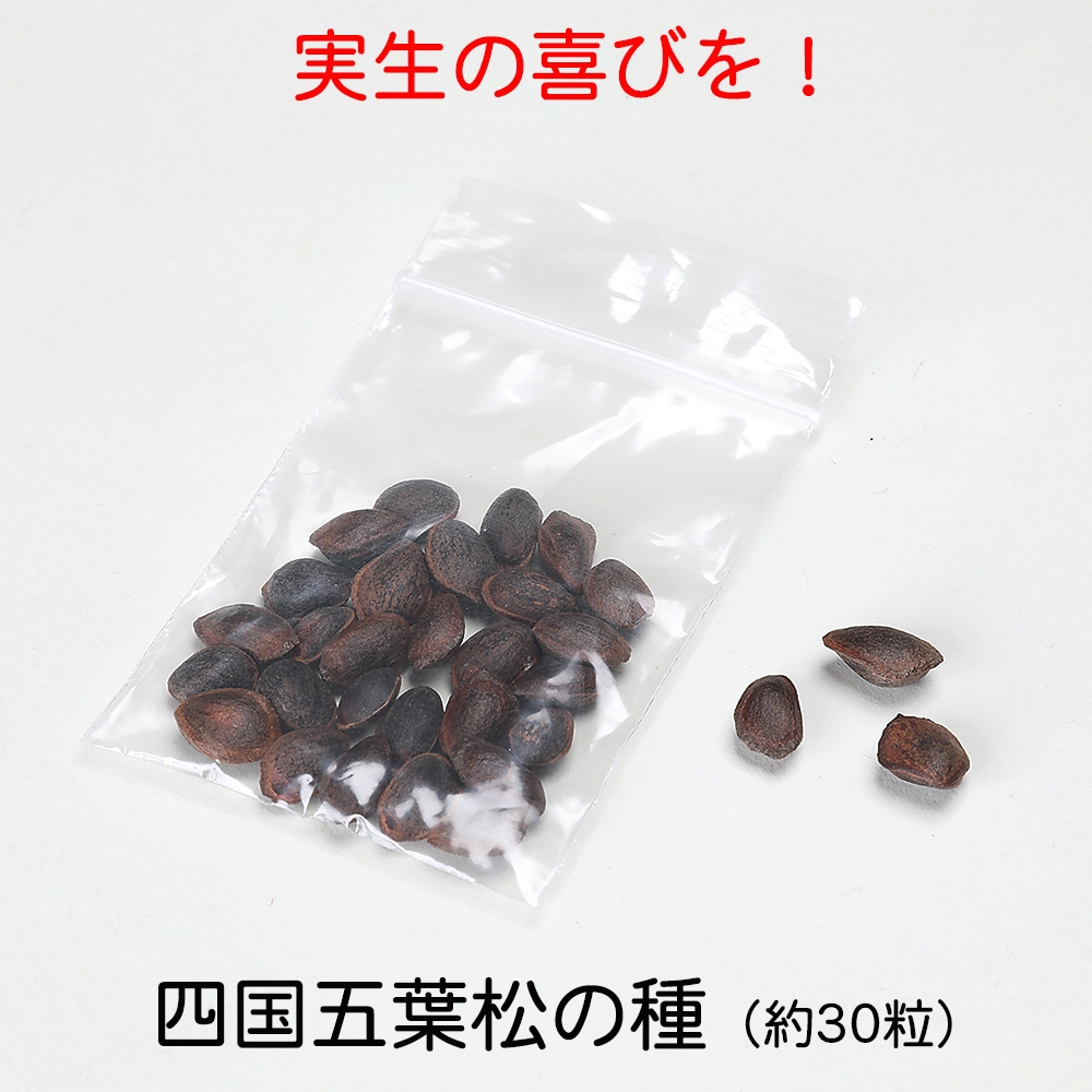 五葉松の種