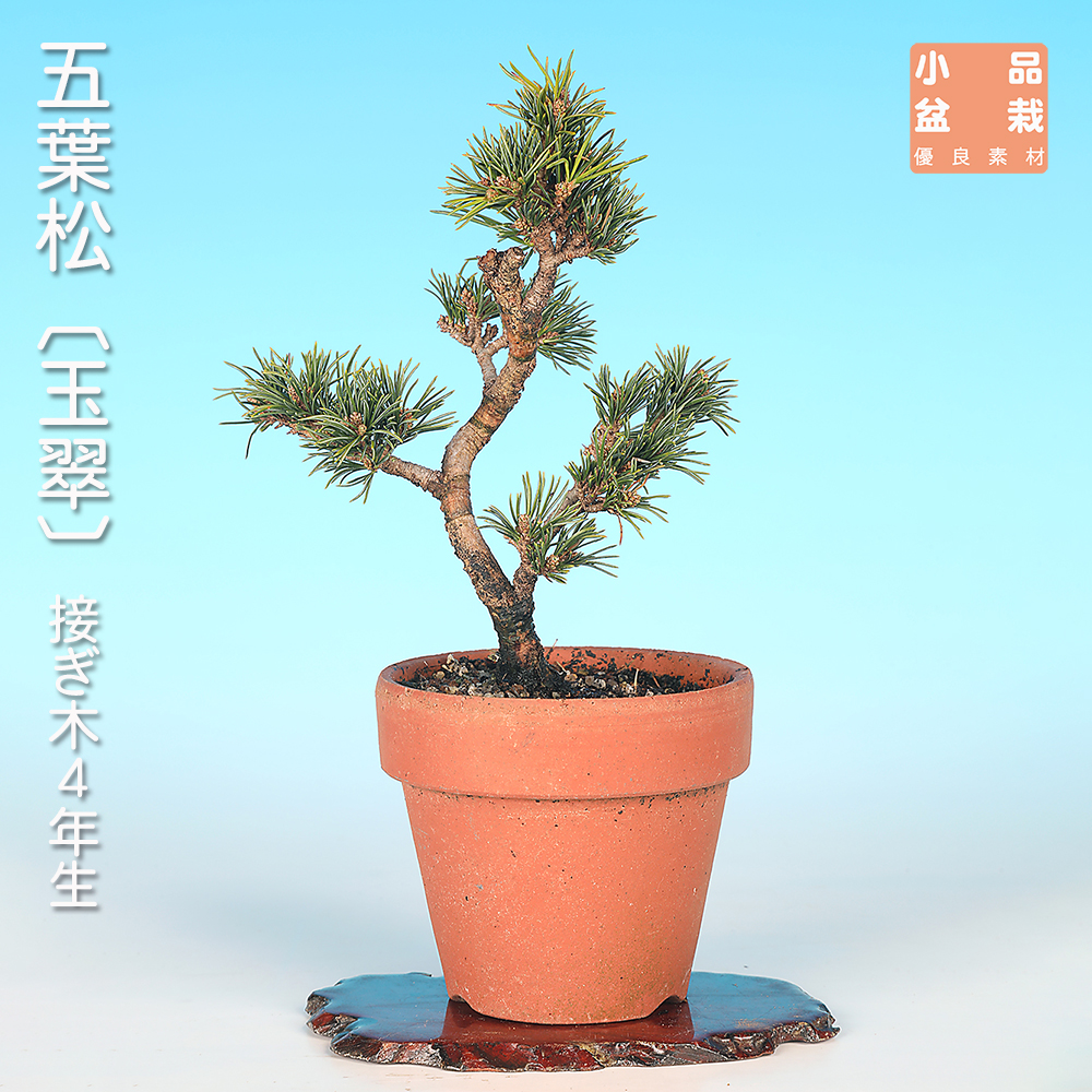 五葉松〔玉翠〕