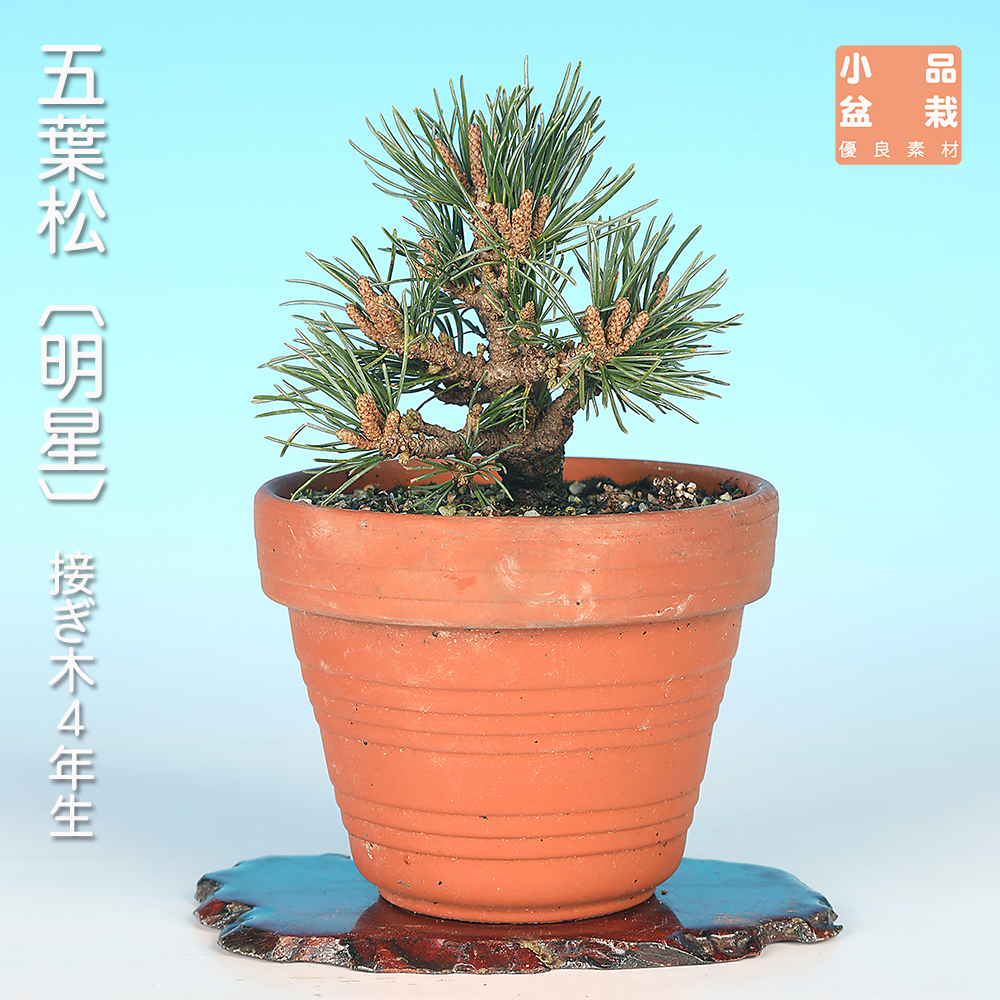 五葉松〔明星〕