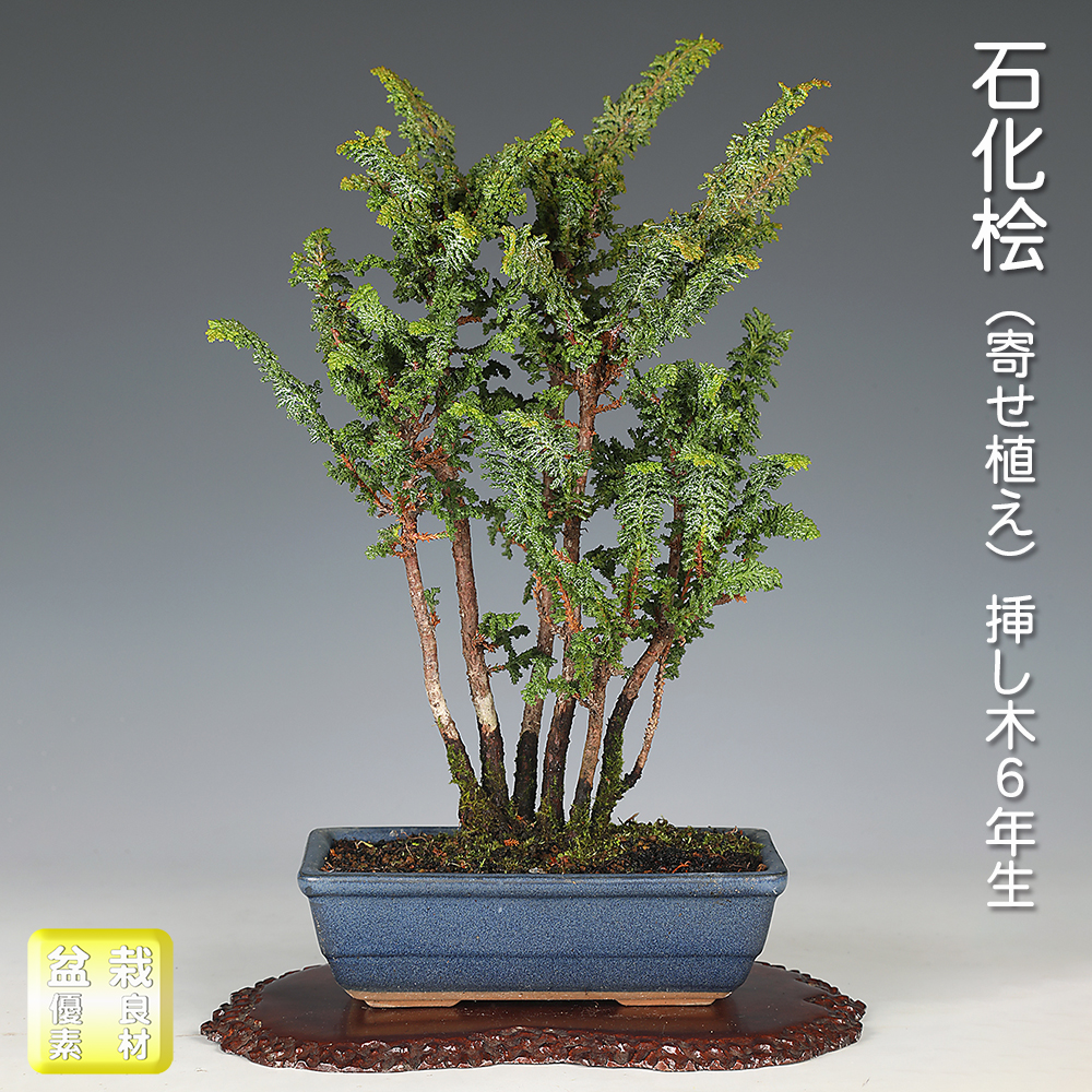 石化桧（寄せ植え）