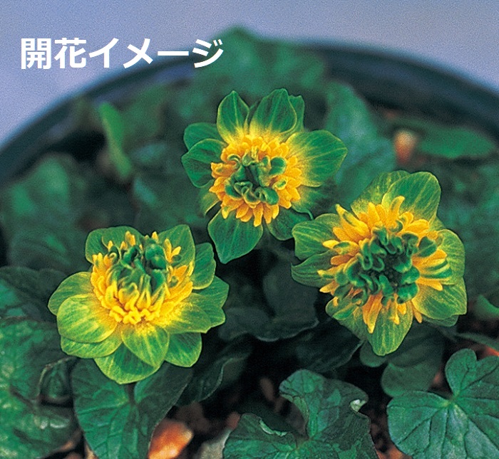 高級盆栽鉢「平安東福寺」白釉 小品 1 - 盆栽