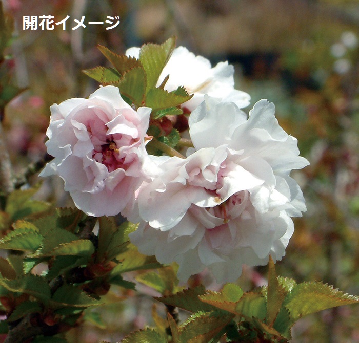 フジザクラ琳宝八重咲　7.5cmﾎﾟｯﾄ