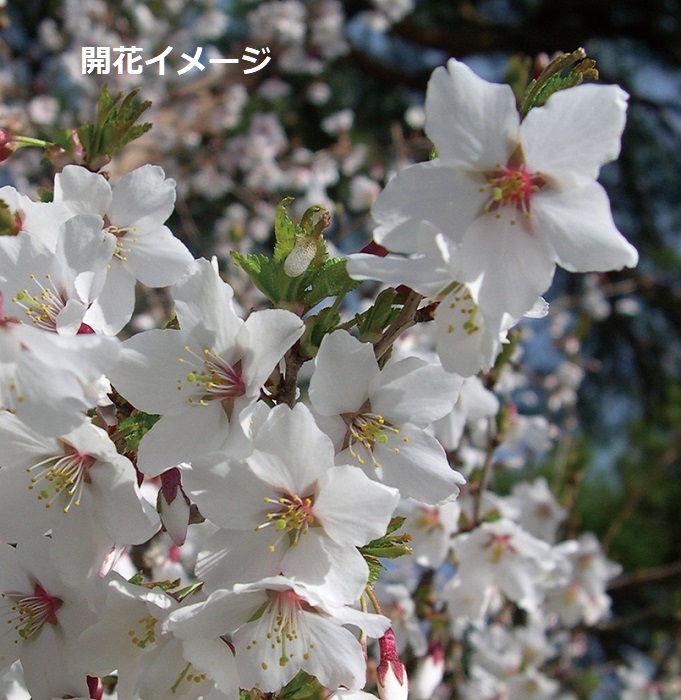 フジザクラ　7.5cmﾎﾟｯﾄ