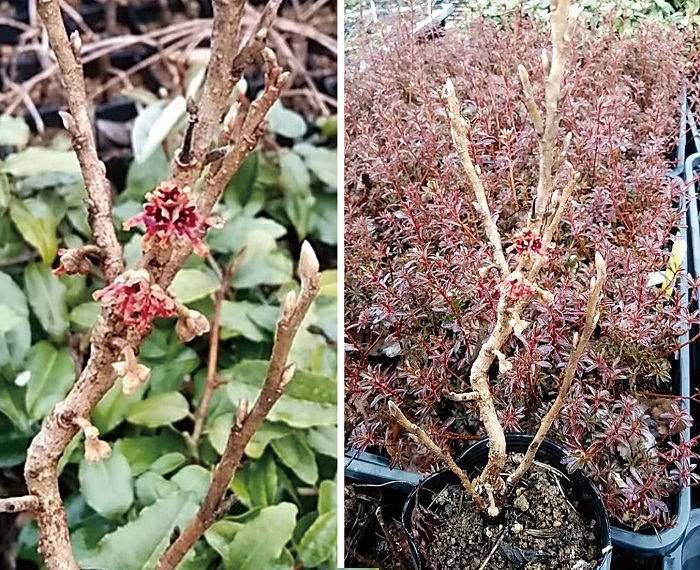 八ッ房マンサク　7.5cmﾎﾟｯﾄ