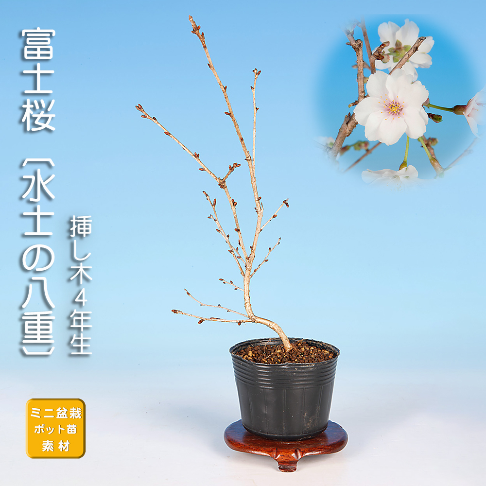 富士桜〔水士の八重〕