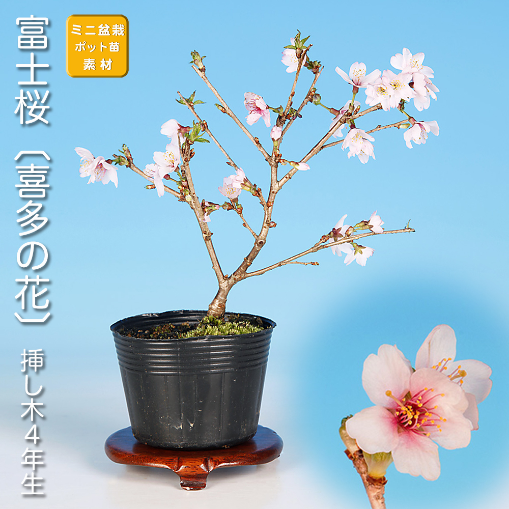 富士桜〔喜多の花〕