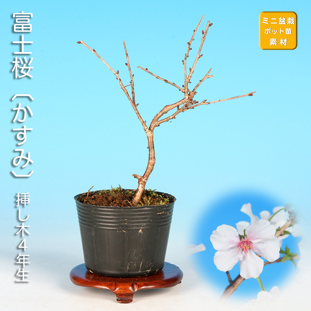 富士桜〔かすみ〕