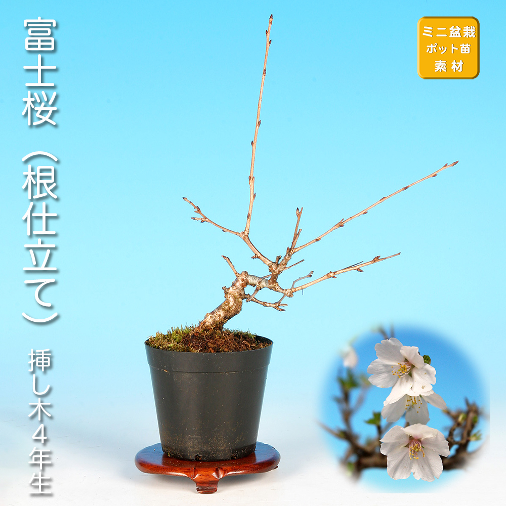 富士桜（根仕立て）
