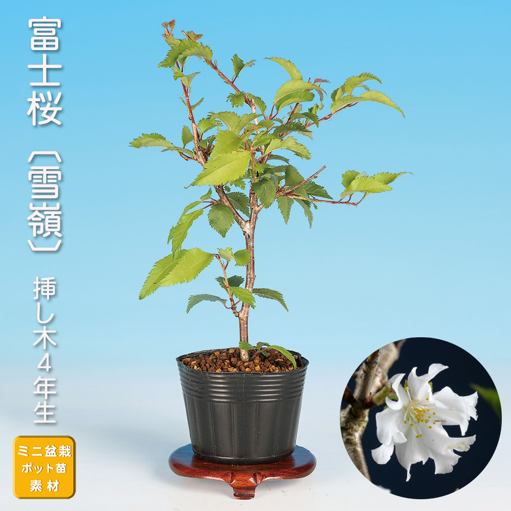 富士桜〔雪嶺〕