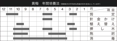 八ッ房黄梅 盆栽、盆栽書籍、盆栽鉢の通販│近代出版