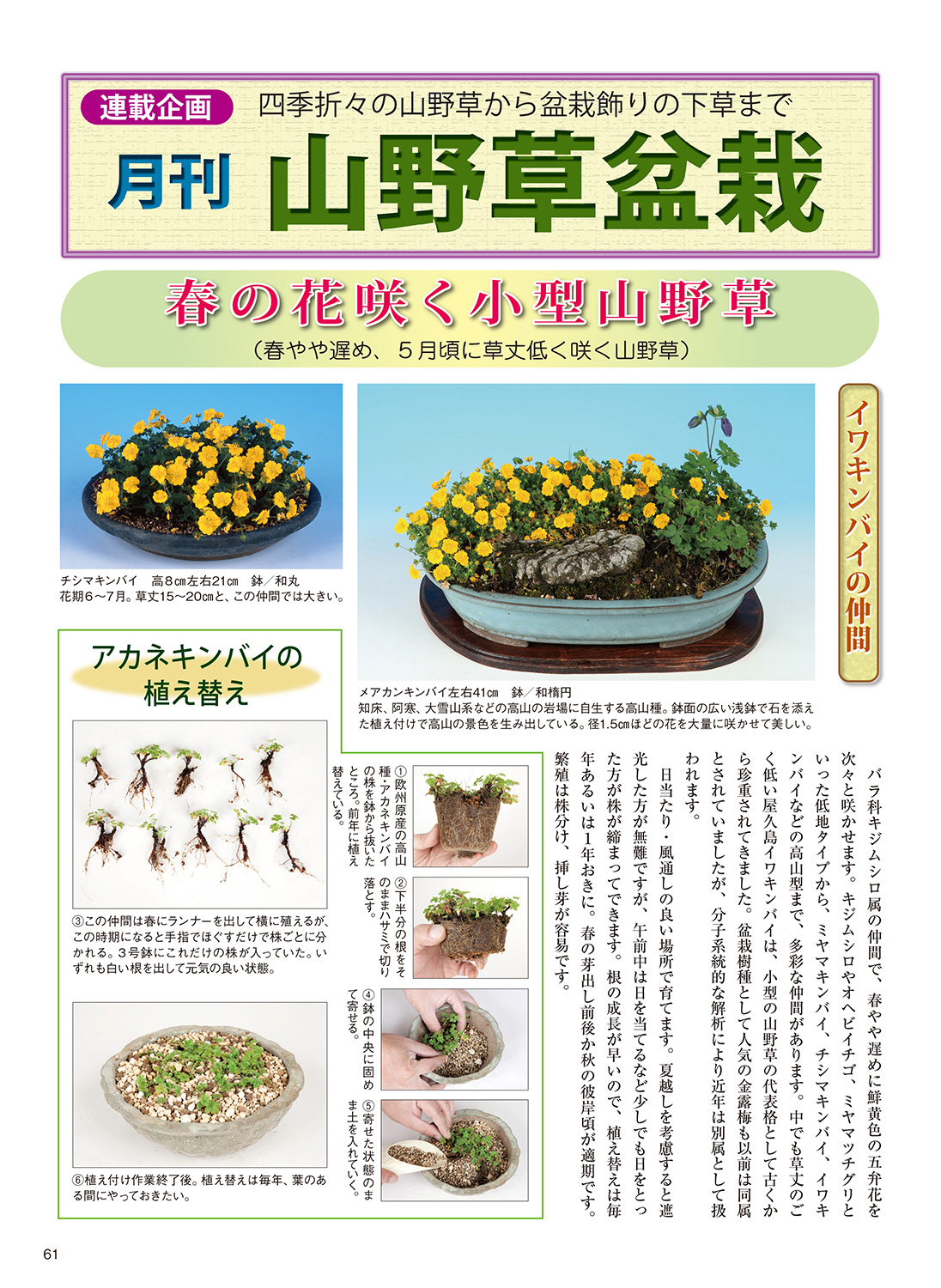 月刊 近代盆栽 22年4月号 盆栽 盆栽書籍 盆栽鉢の通販 近代出版