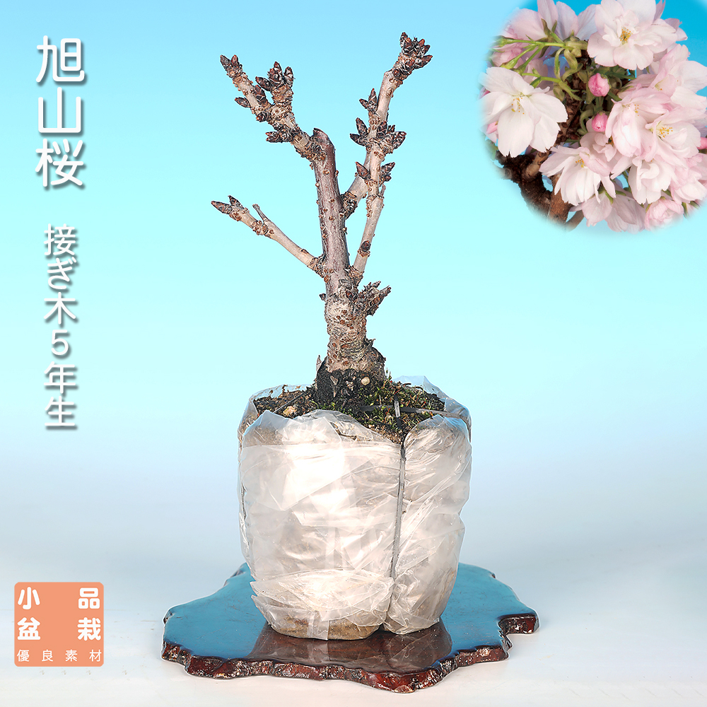 旭山桜