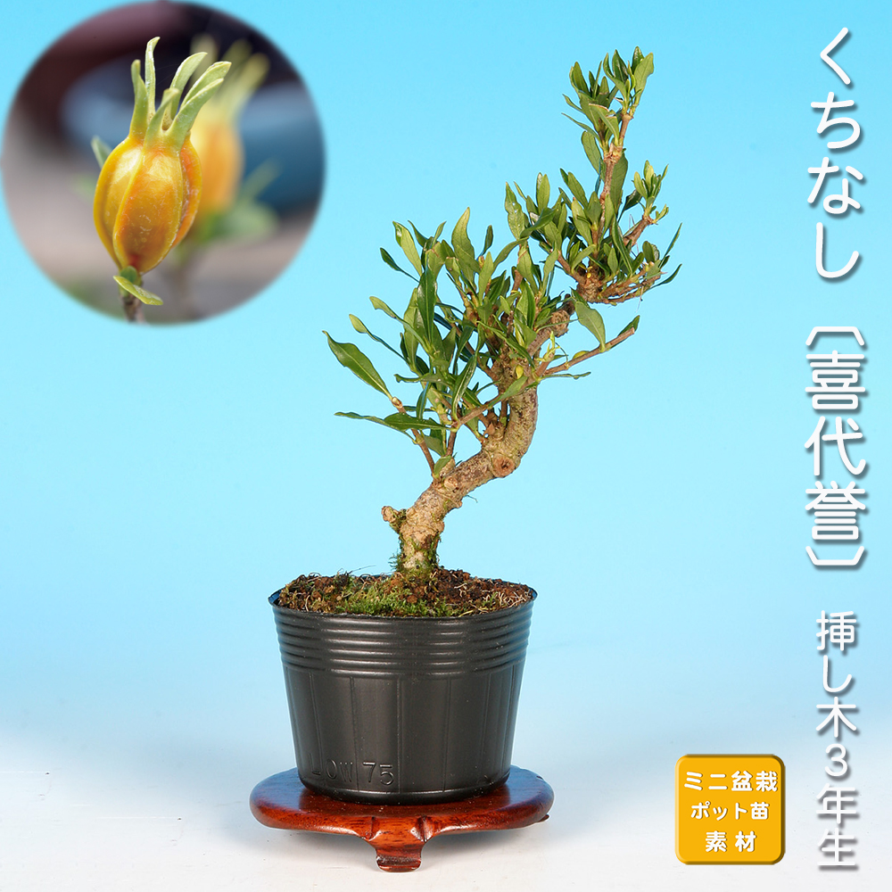 くちなし〔喜代誉〕