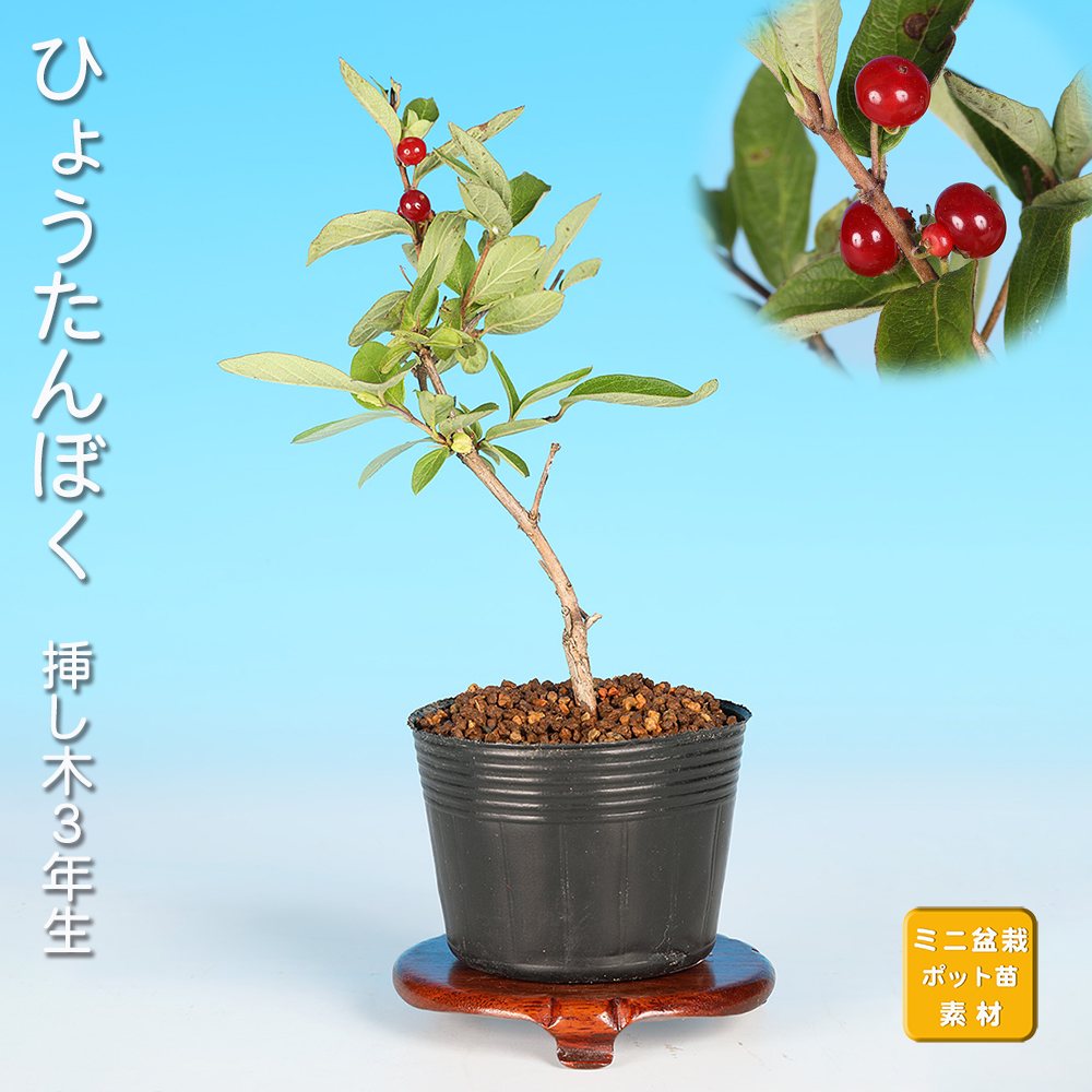 ひょうたんぼく