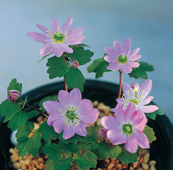 濃色大輪バイカカラマツ