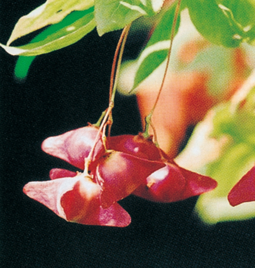 ヒロハツリバナ