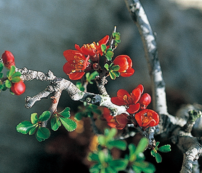 チョウジュバイ