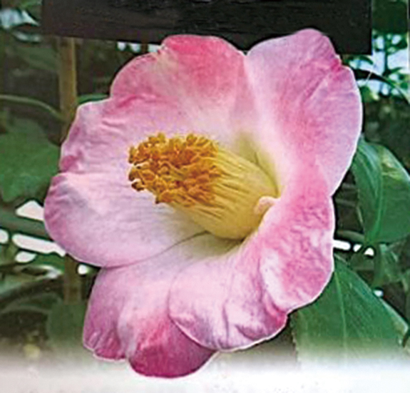 ツバキ「越の香」