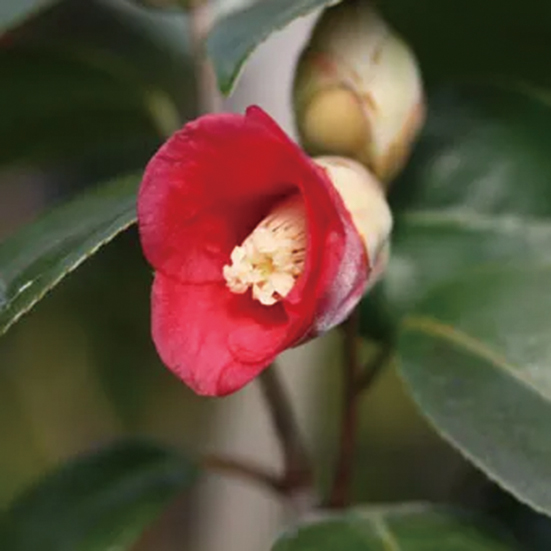 ツバキ「小夜侘介」